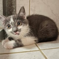VEGA, chatte à adopter