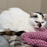 Mia CAB5487, chatte à adopter