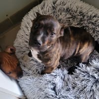 ESQUIE, chienne à adopter