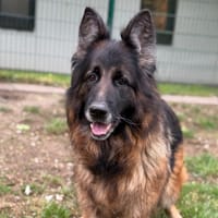 Rox CAA15214, chienne à adopter