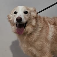 FOUFANA, chienne à adopter