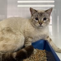TINO, chat à adopter