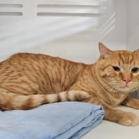 Adrien, chat à adopter