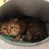 HUGO, chat à adopter