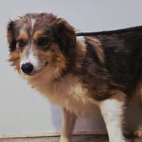 BRIDGET, chienne à adopter