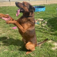 VOLDI, chien à adopter