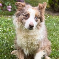 Alya CAA15215, chienne à adopter