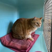 ponpon, chat à adopter