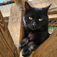 OCEAN, chat à adopter