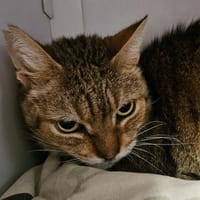 PACIFIQUE, chat à adopter