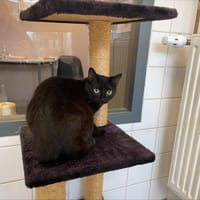 Solon, chat à adopter