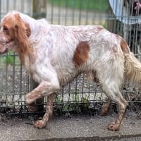 FULBERT, chien à adopter