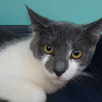 BEN CHA, chat à adopter