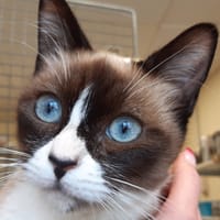 JUJU C, chatte à adopter