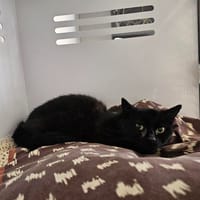 Janette, chatte à adopter