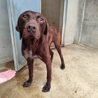 PRUNE VAA, chienne à adopter