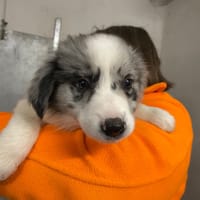 MILO, chien à adopter
