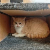 DUMAS, chat à adopter