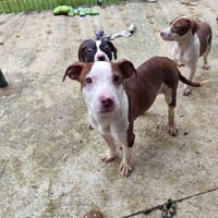 GREY VAA, chienne à adopter