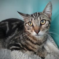 BESS CHA, chatte à adopter