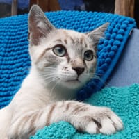Potiflip, chat à adopter