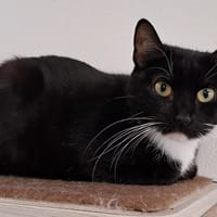 JINX, chatte à adopter