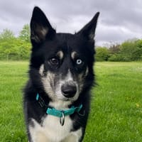 Bob, chien à adopter