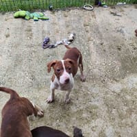 MALICIA VAA, chienne à adopter