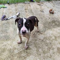 FROST VAA, chienne à adopter