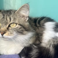 ROSETTE C, chatte à adopter