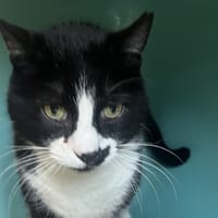 CHOUCH C, chatte à adopter