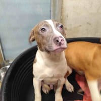 XAVIER VAA, chien à adopter