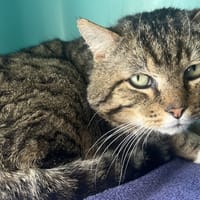 NOUILLE C, chat à adopter