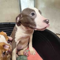 MYSTIQUE VAA, chienne à adopter