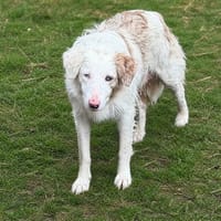 Leonie RCN103, chienne à adopter