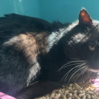 KIKI C, chat à adopter