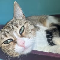 NINI C, chatte à adopter
