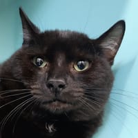 Shadow, chat à adopter
