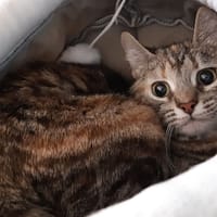 Romy, chatte à adopter