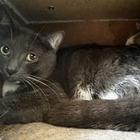 Grisouille, chat à adopter