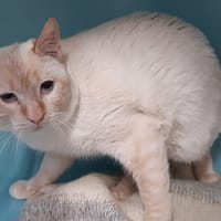 Lumi, chat à adopter