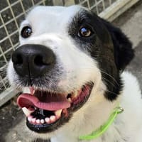 Pitou, chien à adopter
