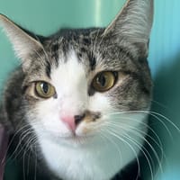 BROOK' C, chatte à adopter