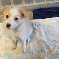 ALYA, chienne à adopter