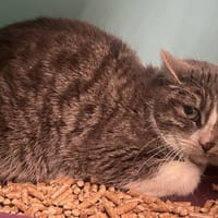 NANI C, chatte à adopter