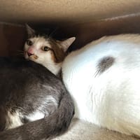Cookie, chat à adopter