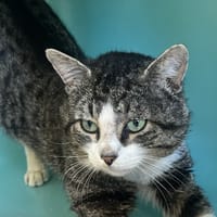 BOUBI C, chat à adopter