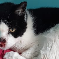 CROQUETTE C, chat à adopter