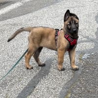 Hubert PAA24194, chien à adopter
