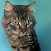 NINO C, chat à adopter